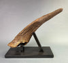 Large Triceratops Brow Horn