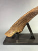 Large Triceratops Brow Horn