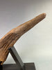 Large Triceratops Brow Horn