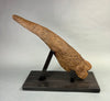 Large Triceratops Brow Horn