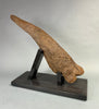 Large Triceratops Brow Horn