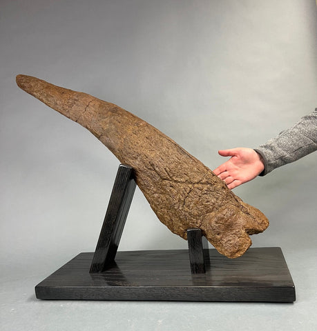 Large Triceratops Brow Horn