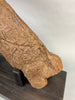 Large Triceratops Brow Horn