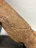 Large Triceratops Brow Horn
