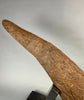 Large Triceratops Brow Horn