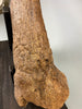 Large Triceratops Brow Horn