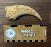 Matchless Spinosaurus Hand Claw - 5.17"