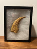 Matchless Spinosaurus Hand Claw - 5.17"