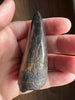 Beautiful Tyrannosaurus rex Tooth - 3.19"