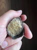 Beautiful Tyrannosaurus rex Tooth - 3.19"