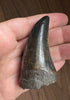 Beautiful Tyrannosaurus rex Tooth - 3.19"