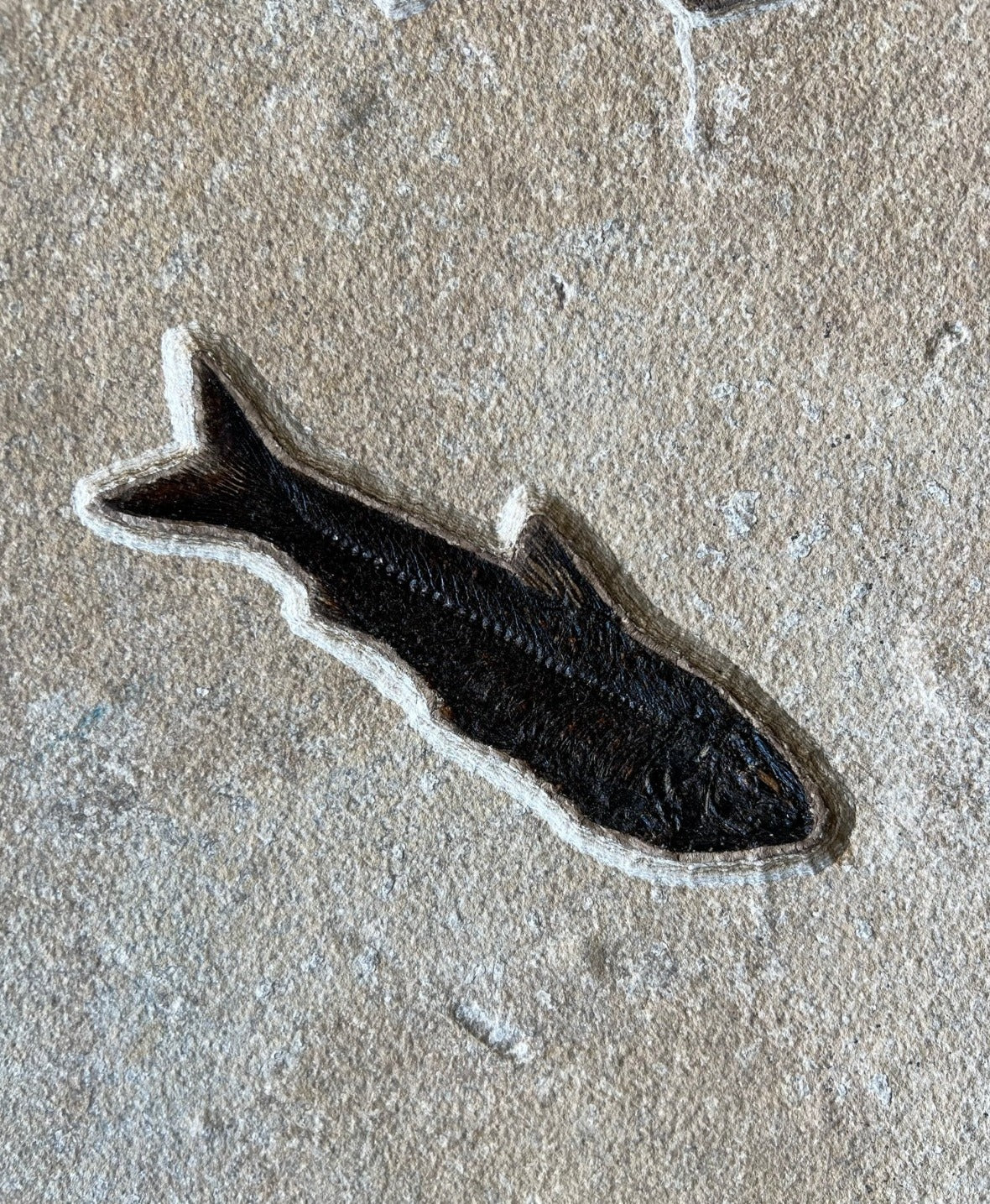 Green River Fossils for Sale Fossil Realm