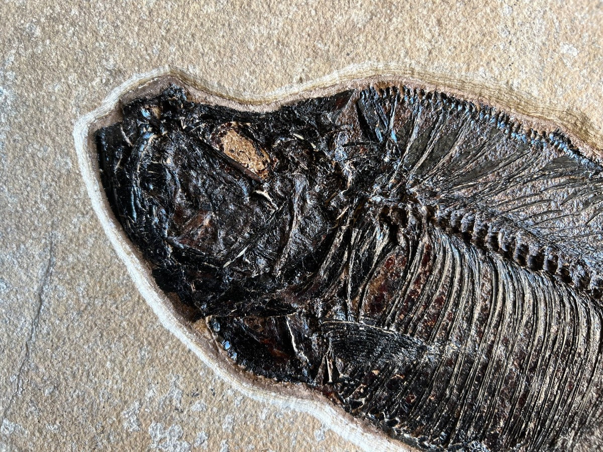 Foosil Fish Fish Fossils for Sale: Beautiful Specimens | Fossil Realm