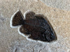 Fossil Fish Mural - 40 x 26 inches