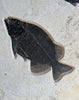 Fish Mural, Large Phareodus - 42" x 32"