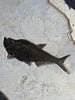 Fish Mural, Large Phareodus - 42" x 32"
