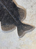 Fish Mural, Large Phareodus - 42" x 32"