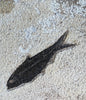 Fish Mural, Large Phareodus - 42" x 32"