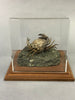 Fossil Crab, Xanthopsis dufourii - 5 inches