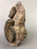 Spiny Ammonites, Porpoceras - 6"