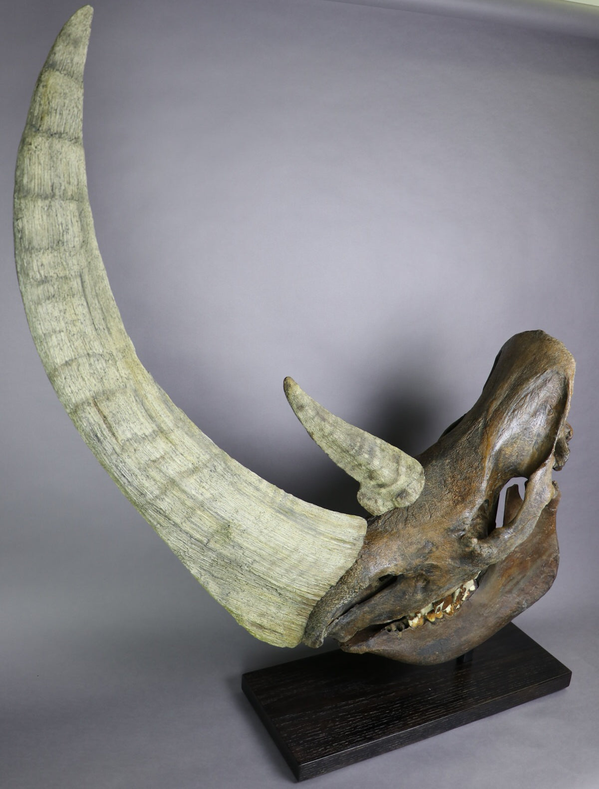 Prehistoric Sea Lion Skull For Sale (Allodesmus) Fossil Realm