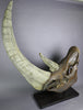 Spectacular Complete Woolly Rhino Skull