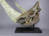 Spectacular Complete Woolly Rhino Skull