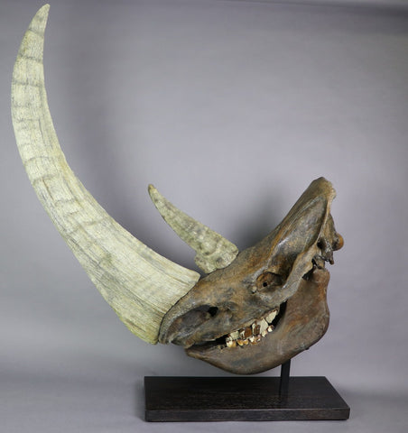 Spectacular Complete Woolly Rhino Skull
