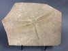 Large Fossil Dragonfly, Solnhofen