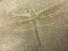 Large Fossil Dragonfly, Solnhofen