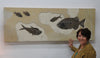 Spectacular Fossil Fish Mural with Large 21.6 inch Phareodus