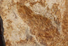 Theropod Dinosaur Footprint - 22"