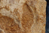 Theropod Dinosaur Footprint - 22"