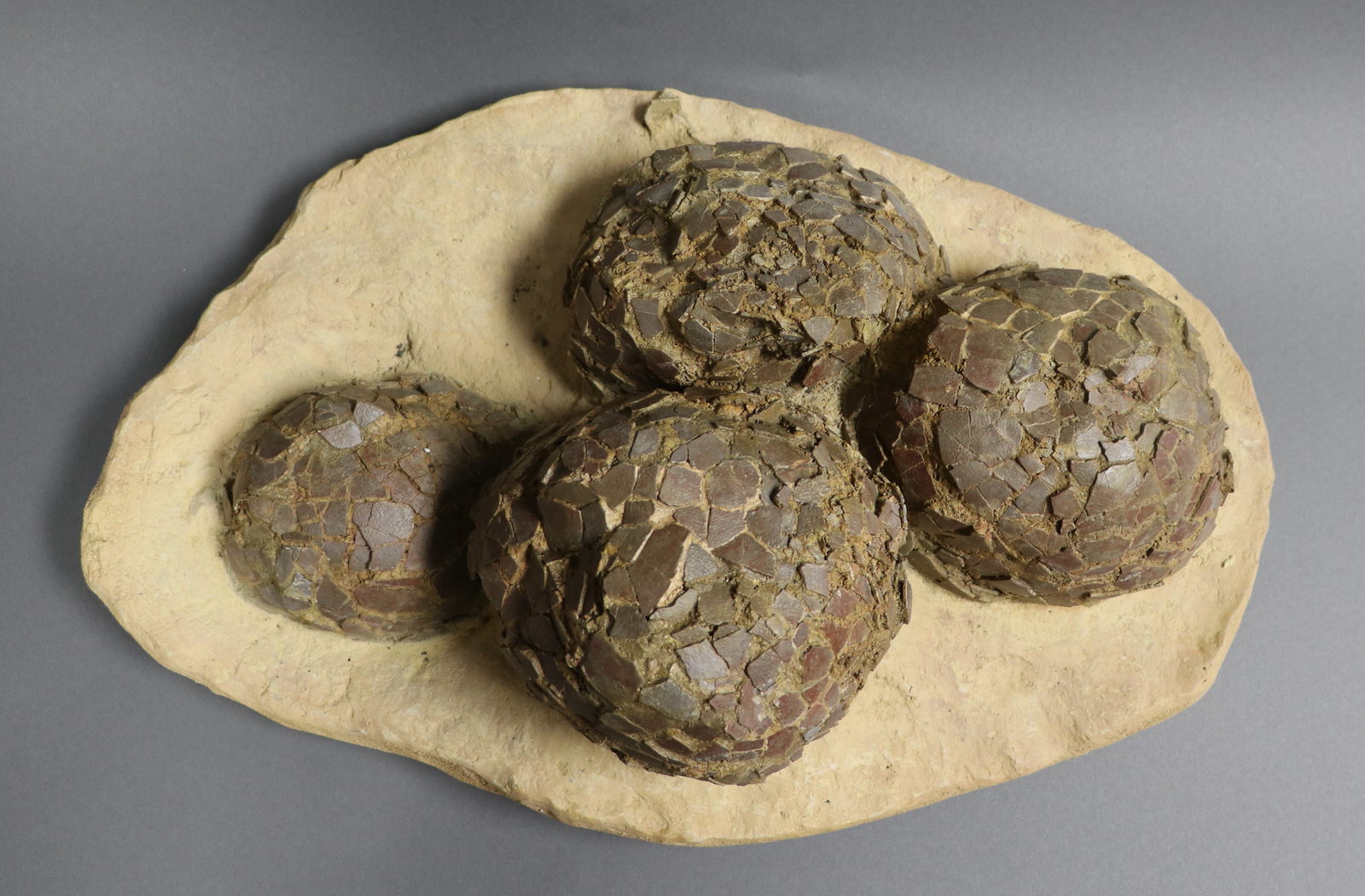 Rare Dinosaur Egg Nest For Sale Fossil Realm