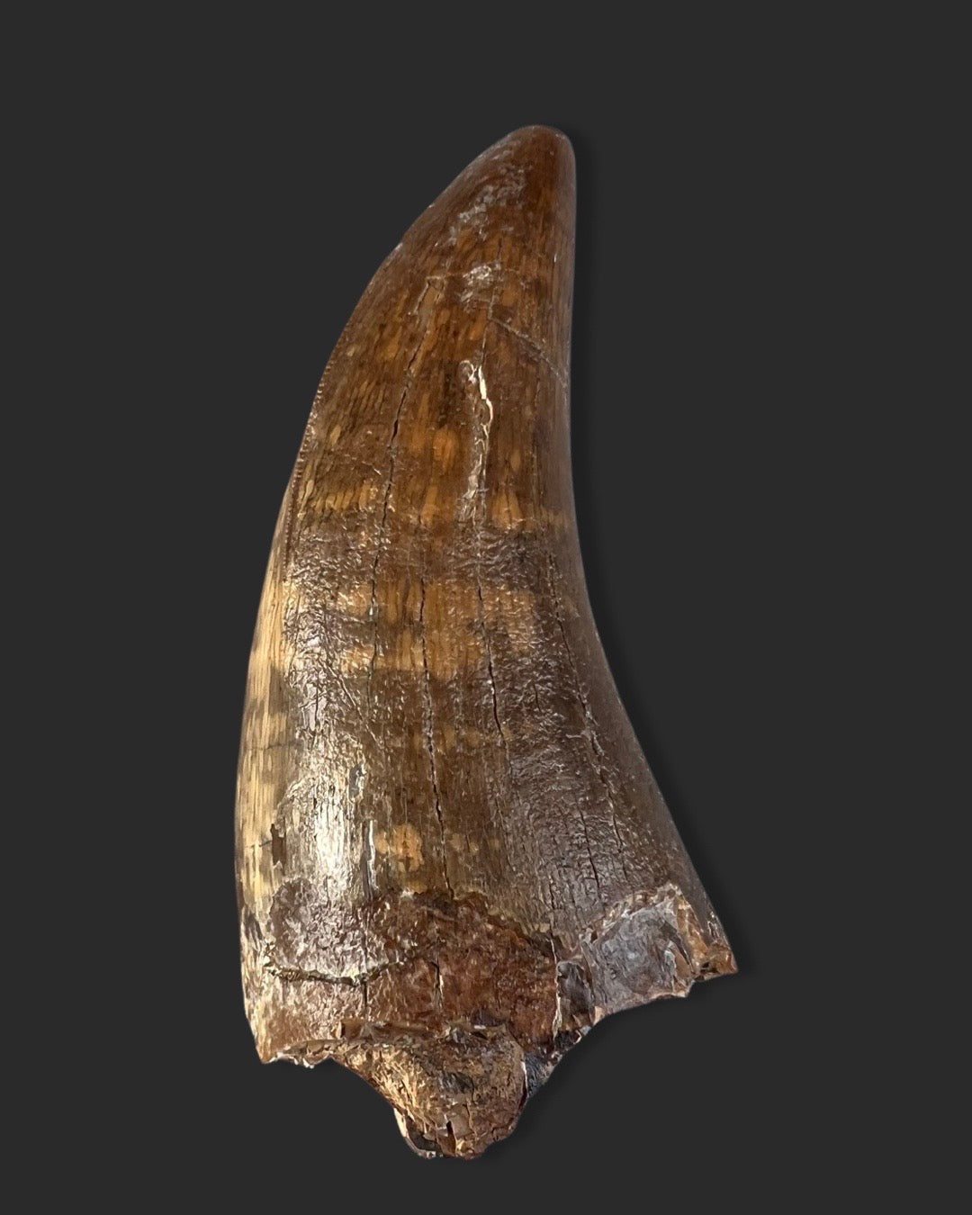 Large T. rex Tooth for Sale - 4.27 inches – Fossil Realm