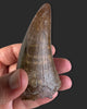 T. rex Tooth - 4.27 inches