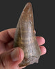 T. rex Tooth - 4.27 inches