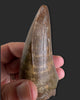 T. rex Tooth - 4.27 inches