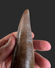 T. rex Tooth - 4.27 inches