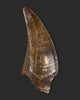 T. rex Tooth - 4.27 inches