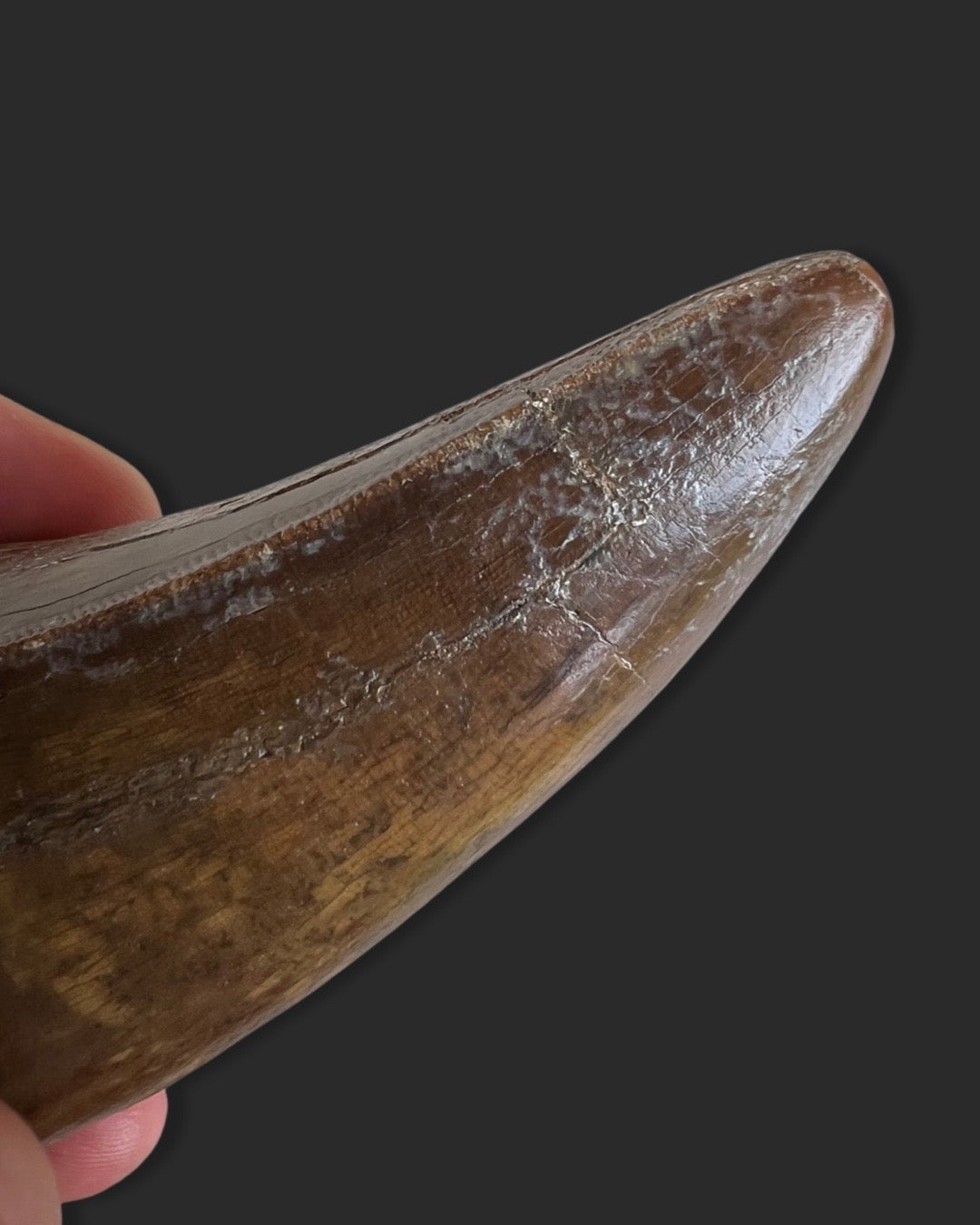 Large T. rex Tooth for Sale - 4.27 inches – Fossil Realm