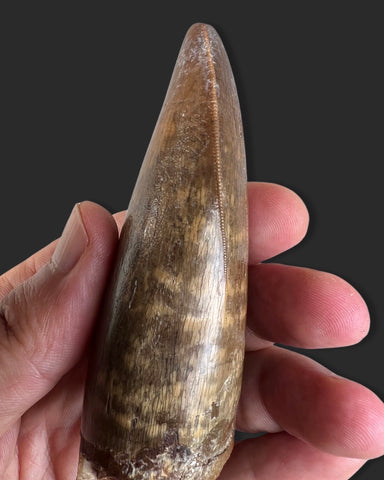 Large T. rex Tooth for Sale - 4.27 inches – Fossil Realm