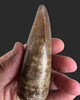T. rex Tooth - 4.27 inches