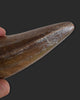 T. rex Tooth - 4.27 inches