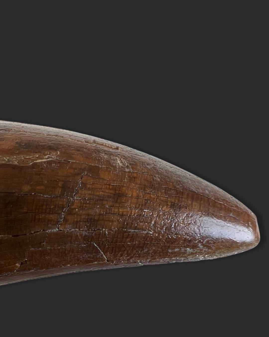 Large T. rex Tooth for Sale - 4.27 inches – Fossil Realm