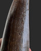 T. rex Tooth - 4.27 inches