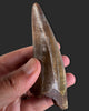 T. rex Tooth - 4.27 inches