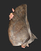 Superb Triceratops Frill Bone (Squamosal), 27"
