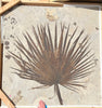 Breathtaking Fossil Palm Frond - 72 x 70 inches