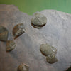 Pyritized Brachiopods 